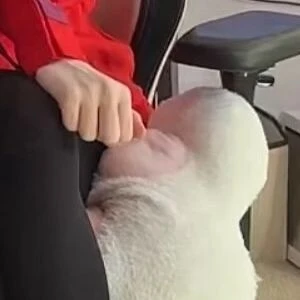 Digitalkatt