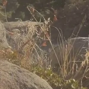 Peachypeaks